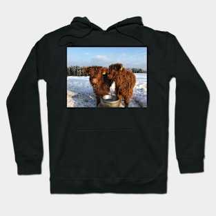 Scottish Highland Cattle Calves 1683 Hoodie